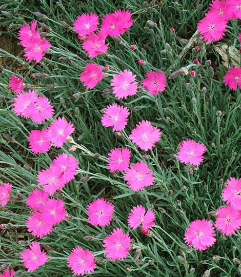 Dianthus gratianopolitanus 'Anett' 